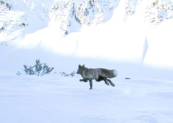 Φωτογραφίζοντας για πρώτη φορά την αλεπού «φάντασμα» της Σιέρα Νεβάδα