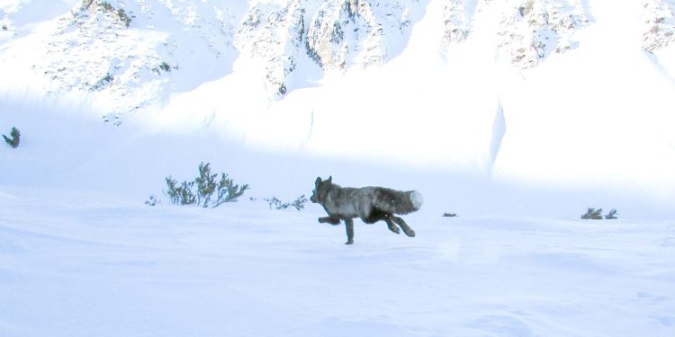 Φωτογραφίζοντας για πρώτη φορά την αλεπού «φάντασμα» της Σιέρα Νεβάδα