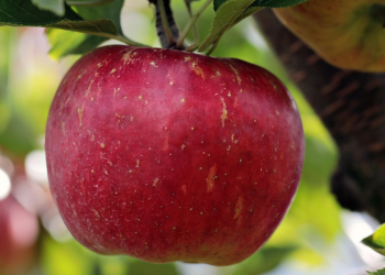 Φρούτα στην αντικαρκινική θεραπεία τι βοηθά