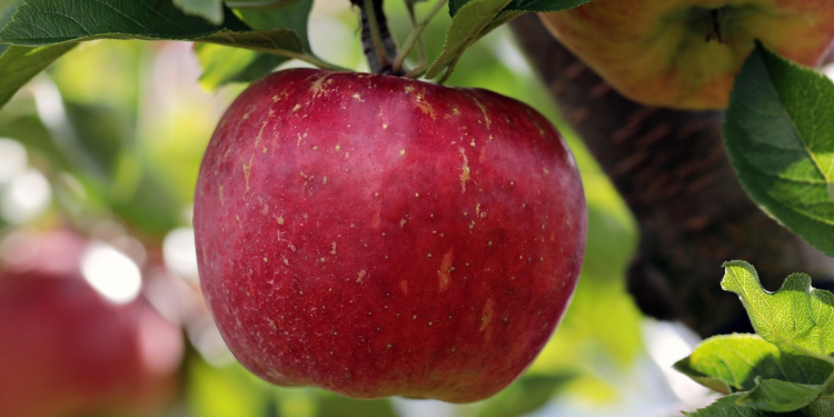 Φρούτα στην αντικαρκινική θεραπεία τι βοηθά