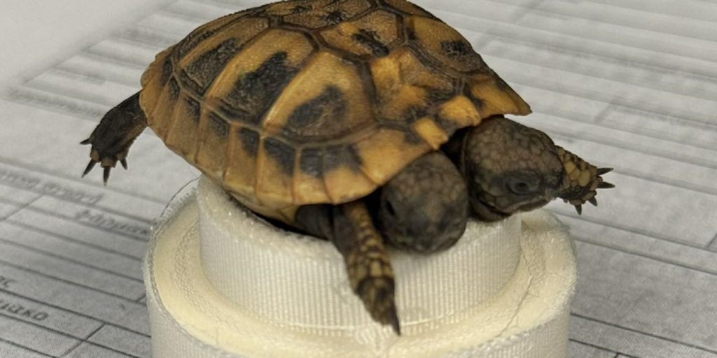 Σπάνια δικέφαλη χελώνα στην Αιτωλοακαρνανία