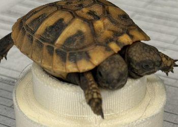 Σπάνια δικέφαλη χελώνα στην Αιτωλοακαρνανία