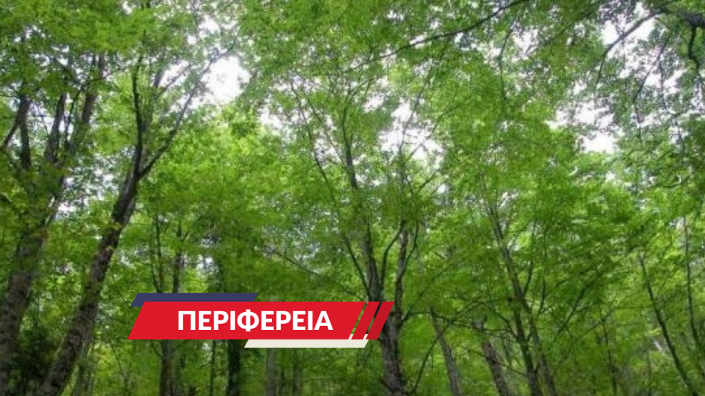 Η αειφορική διαχείριση των δασικών οικοσυστημάτων ως μέσο άσκησης της οικονομίας του δάσους και του φυσικού περιβάλλοντος